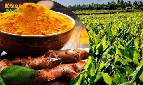 औषधीय गुणों से भरपूर हल्दी किसानों के लिए एक वरदान, जानिए कैसे करें हल्दी की उन्नत खेती औषधीय गुणों से भरपूर हल्दी किसानों के लिए एक वरदान, जानिए कैसे करें हल्दी की उन्नत खेती